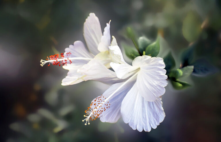 hibiscus-bonsai-care-stey-by-step-guide-hibiscus-sinensis